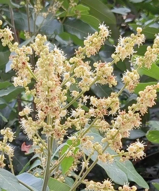 龙眼什么时候开花(图5)