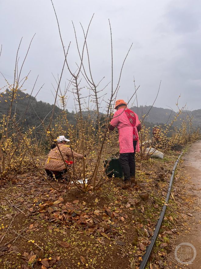 又到蜡梅盛开时 何时赏梅梅更香？如何养花更长久你知道吗(图1)