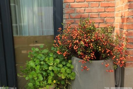 世界看热讯：北虫草的种植技术有哪些？北虫草的种植条件是什么？(图1)