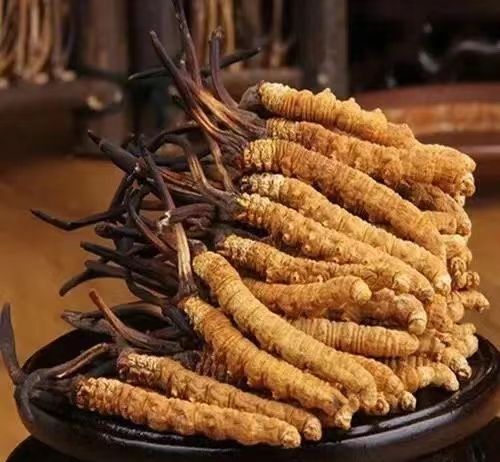 冬虫夏草有人工养殖的吗生长在什么地方(图1)