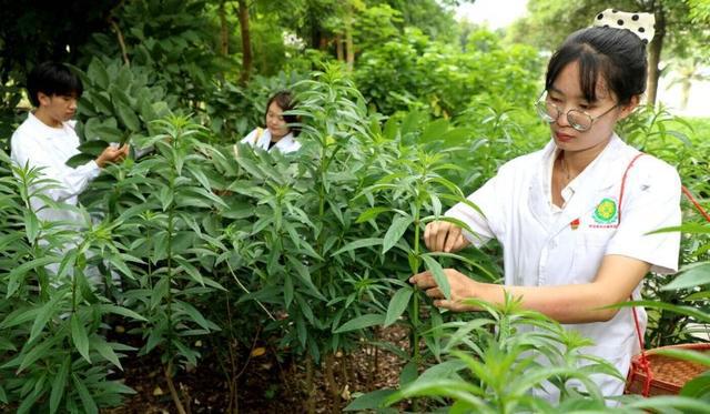 中医药数字化、民族医药传承地方两会关注中(图2)