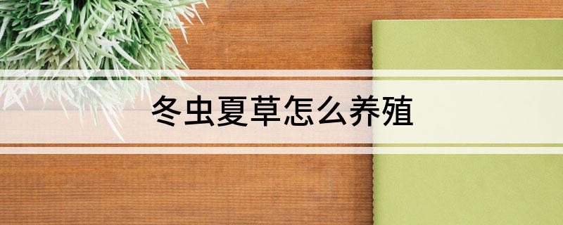 冬虫夏草怎么养殖(图1)