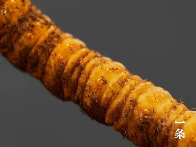 新鲜的冬虫夏草川西高原当季挖采错过等一年！(图4)