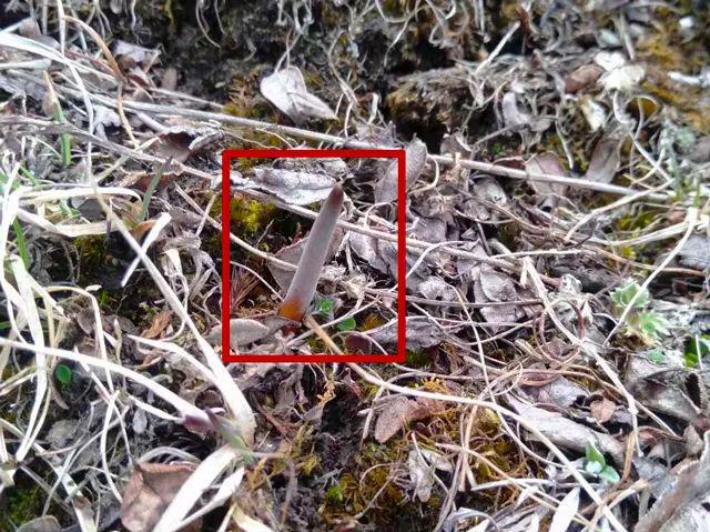 新鲜的冬虫夏草川西高原当季挖采错过等一年！(图7)