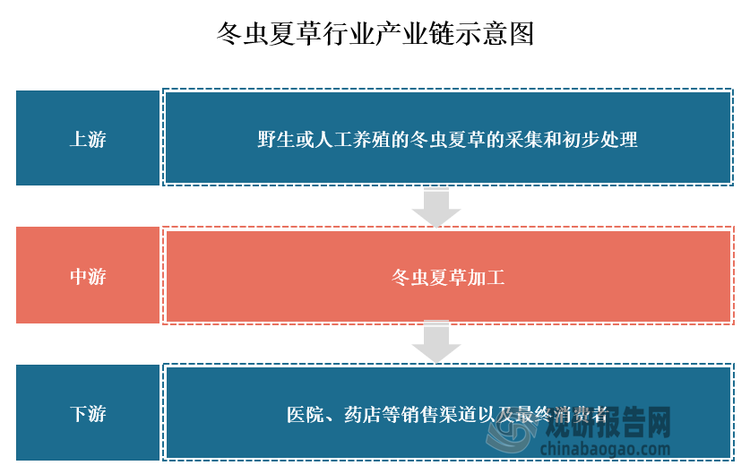 中国冬虫夏草行业发展趋势研究与投资前景预测报告（2024-2031年）(图2)