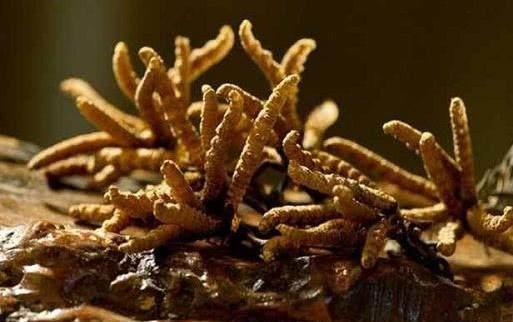 别再被忽悠了！揭露45个骗人农业创业项目(图1)