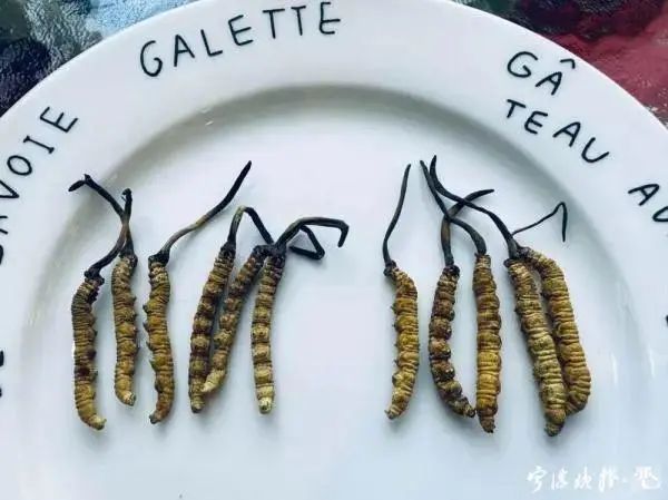 人工种植的冬虫夏草究竟是“仙草”还是“妖草”？(图2)