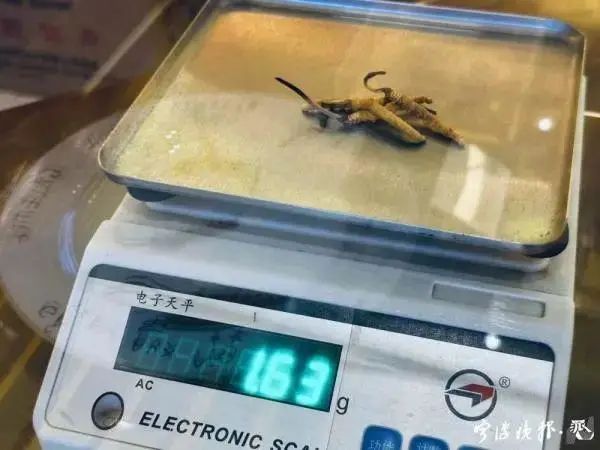 人工种植的冬虫夏草究竟是“仙草”还是“妖草”？(图3)