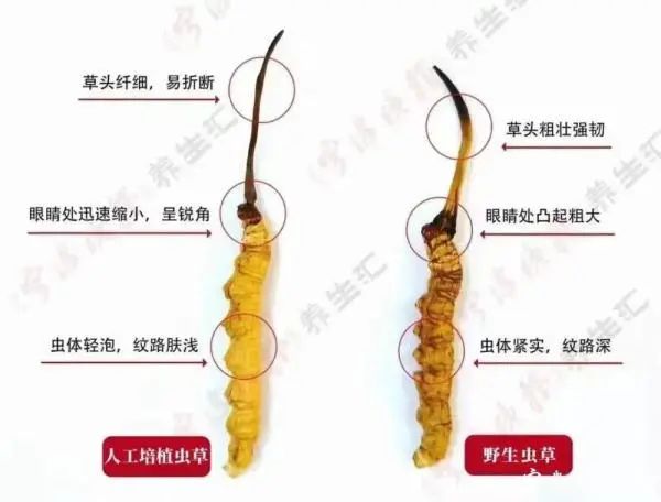 人工种植的冬虫夏草究竟是“仙草”还是“妖草”？(图8)