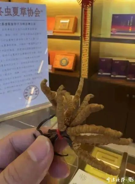 人工种植的冬虫夏草究竟是“仙草”还是“妖草”？(图7)