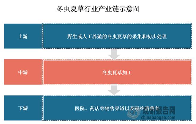 中国冬虫夏草行业发展趋势研究与投资前景报告（2024-2031年）(图3)