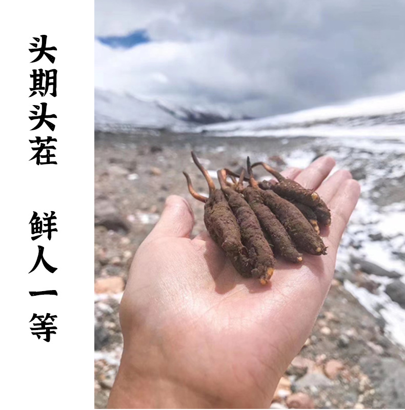 2025年冬虫夏草市场价格暴涨002772众兴菌业全球垄断唯一培育冬虫夏草种殖种_财富号_东方财富网(图1)