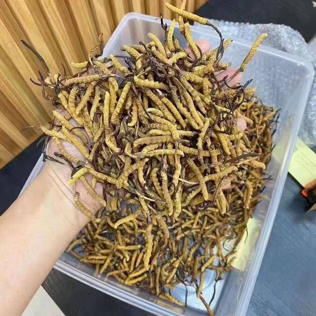 高价回收是诱饵！警惕冬虫夏草回收陷阱(图2)