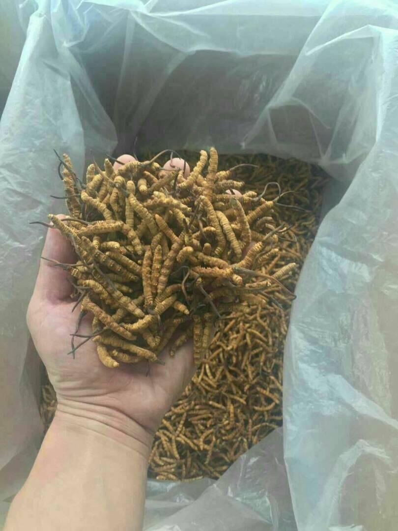众兴菌业04月08日涨停分析(图1)