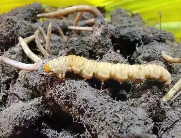 先说最大特征-有牙签孔(图1)