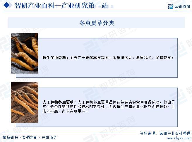 中国冬虫夏草行业上下游产业链全景、发展历程回顾及市场前景预测(图2)