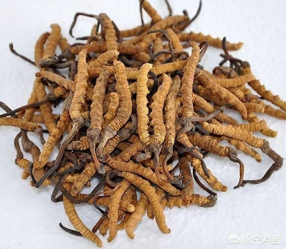 怎样种植冬虫夏草？(图1)