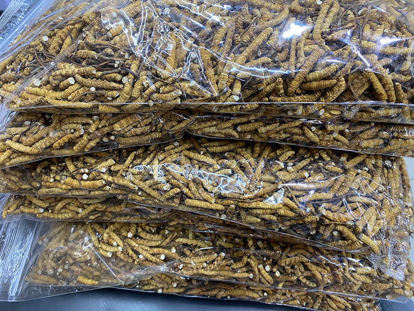 日产8吨！广饶也产虫草？揭秘“智慧”虫草的高科技成长日记！(图1)