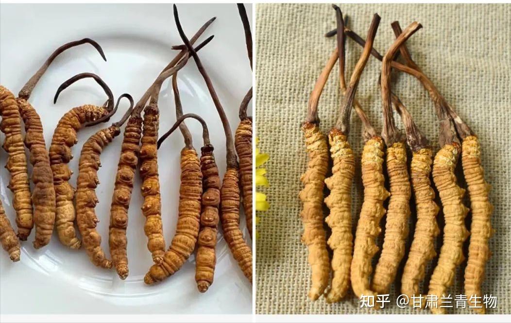 虫草生长在西藏自治区特定的环境中。近年来专家通过人工培育成功比自然生长的虫草重金属含量低很多。目前已在东阳光宜都基地量产。(图1)