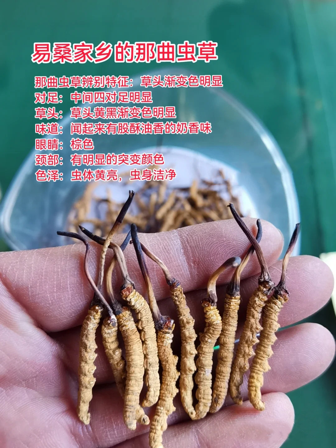怎样种虫草冬虫夏草的种植方法(图1)