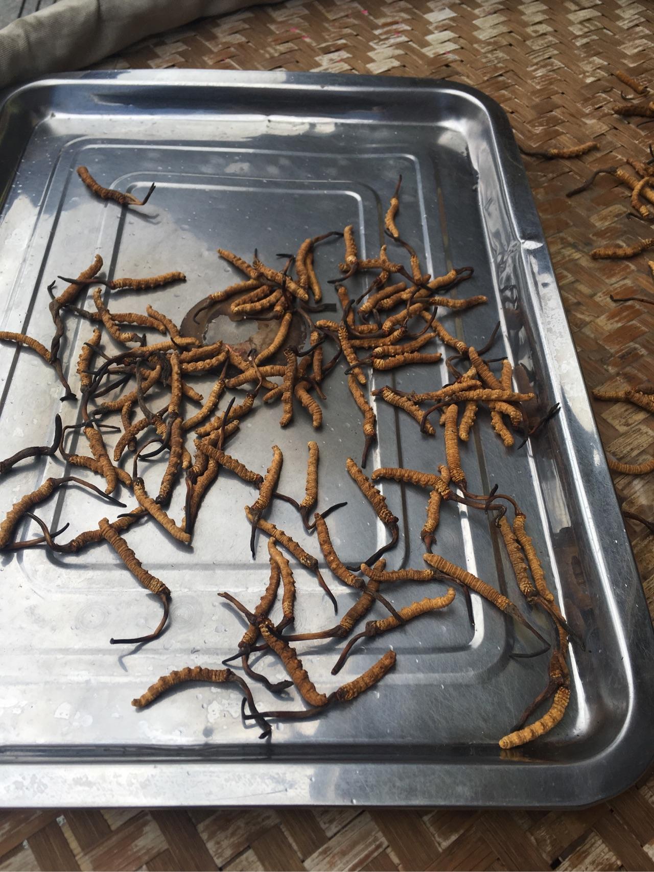 揭秘！柘城县小麦生产技术指导工作助力夏粮丰收的背后故事(图1)