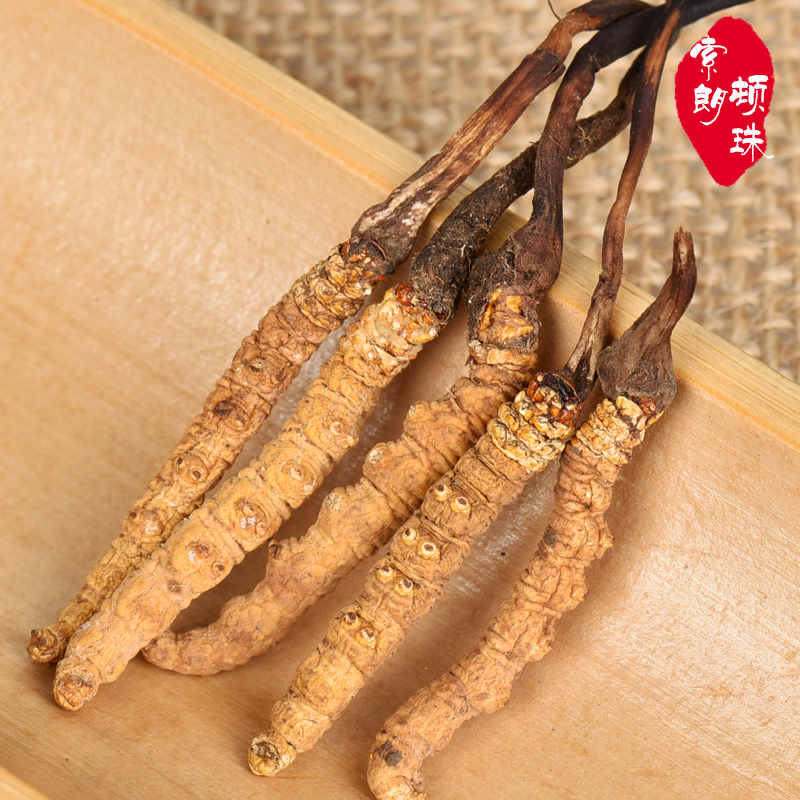 冬虫夏草的栽培技术冬虫夏草(图1)