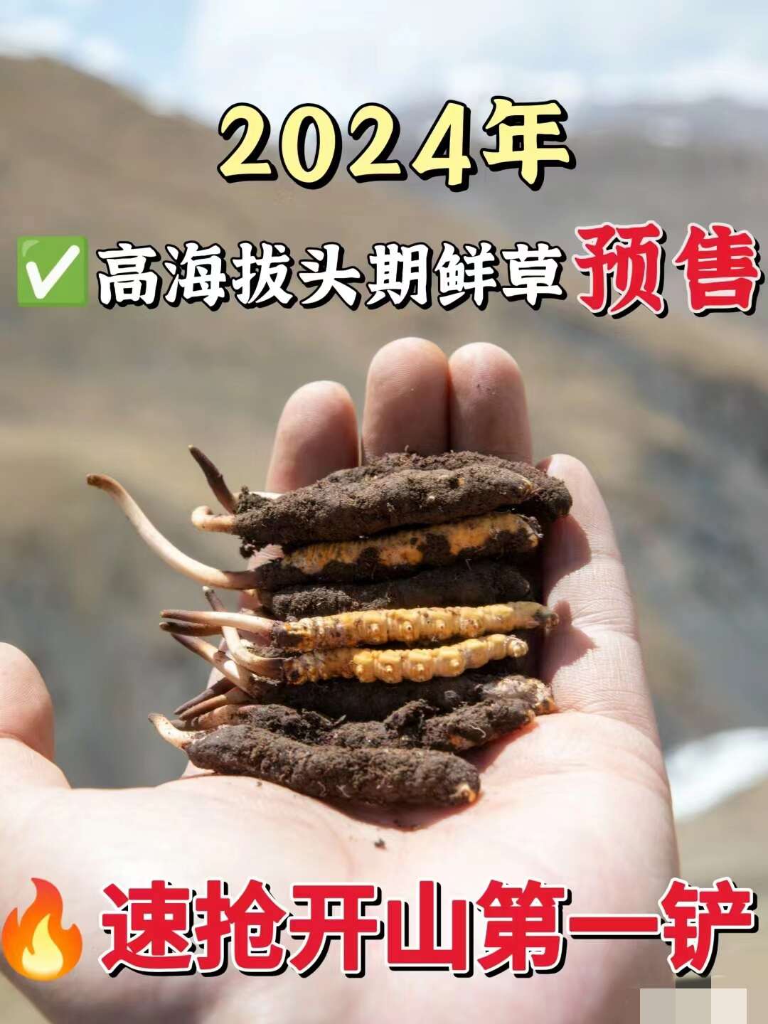 祁连山特大虫草非法交易案宣判：涉案18万主犯获刑一年半(图1)
