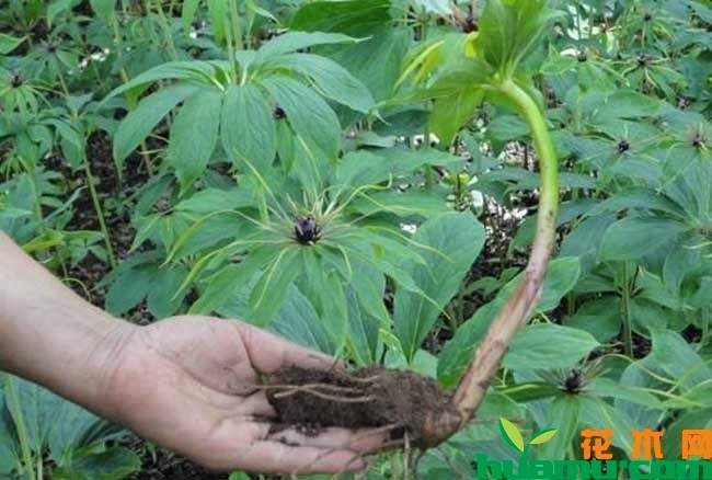 冬虫夏草的种植技术(图1)
