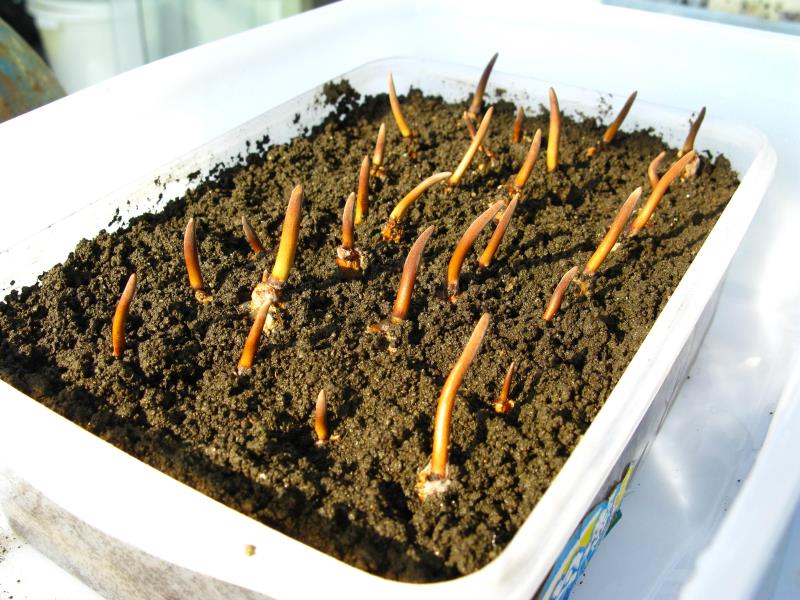 一根沅江芦笋撬动30亿！揭秘“洞庭虫草”如何带火乡村振兴(图1)