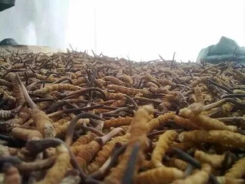冬虫夏草能否实现人工养殖？(图1)