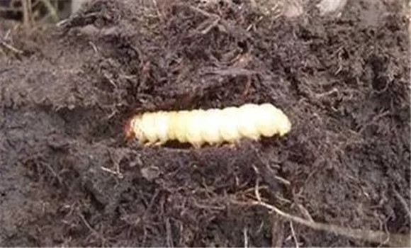 怎样种虫草 虫草种植五大步骤 让你成为行业高手(图1)