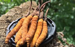 青海冬虫夏草鲜草陆续上市(图1)