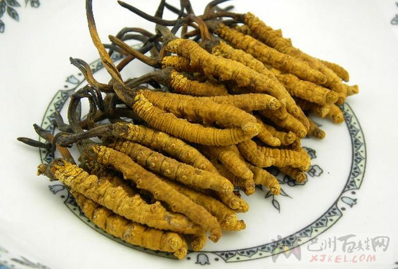 冬虫夏草还是不要吃-揭秘令人惊讶的虫草造假(图1)