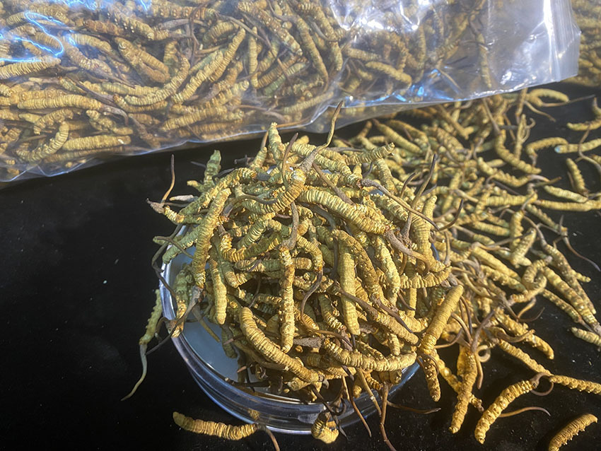 众兴菌业重磅投资123亿冬虫夏草工厂化培育新阶段！(图1)