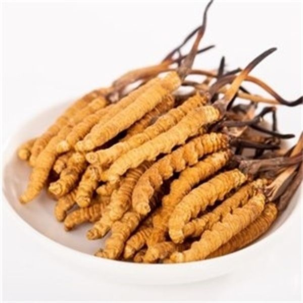 《共同富裕中国行》一线特写：人工“虫草”成长过程好神奇带动增收潜力大！(图1)