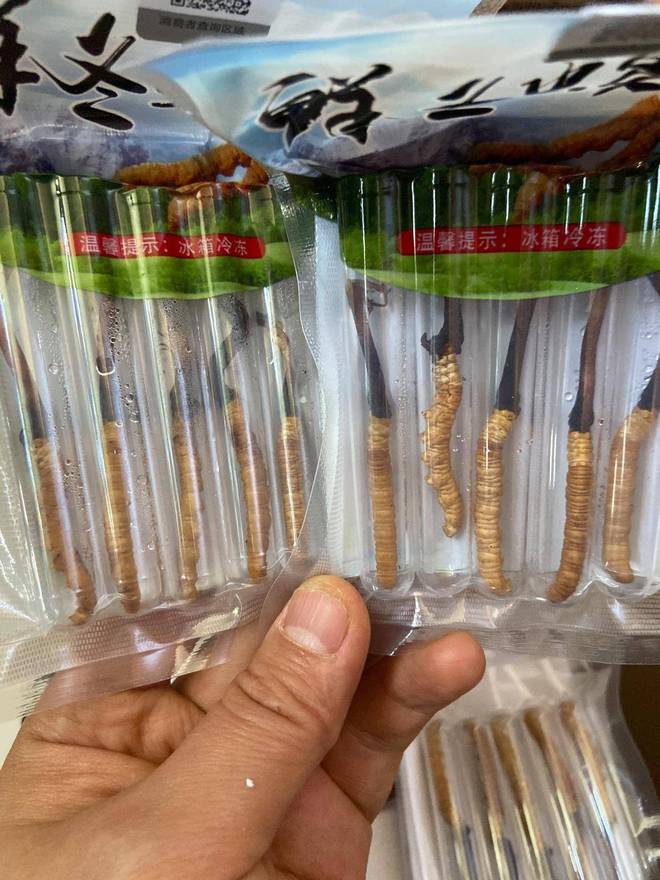 虫草季已经结束别再追求野生新鲜虫草了里面暗藏猫腻和骗局！(图1)