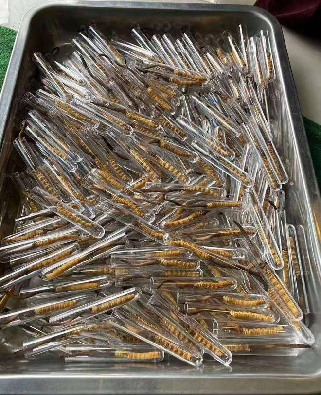 虫草季已经结束别再追求野生新鲜虫草了里面暗藏猫腻和骗局！(图2)