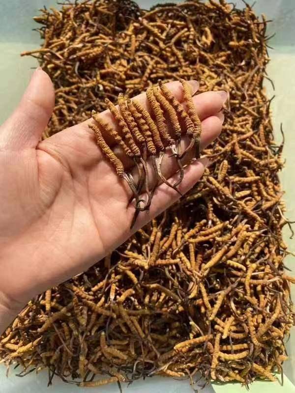 虫草季已经结束别再追求野生新鲜虫草了里面暗藏猫腻和骗局！(图3)