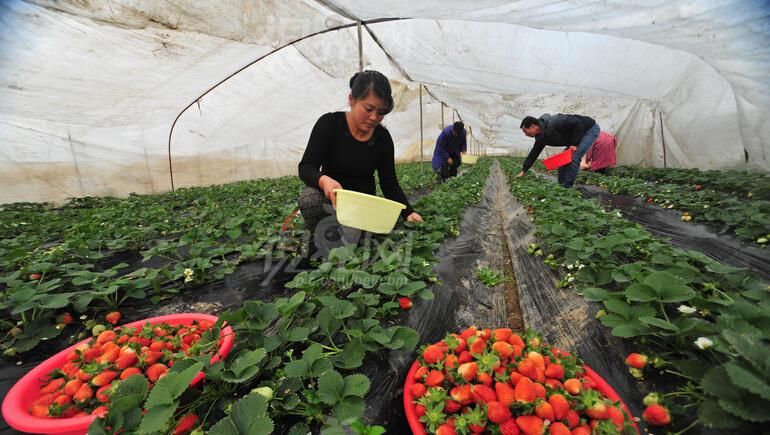 天津市北虫草种植基地北虫草种植是骗局吗有没有真的(图1)