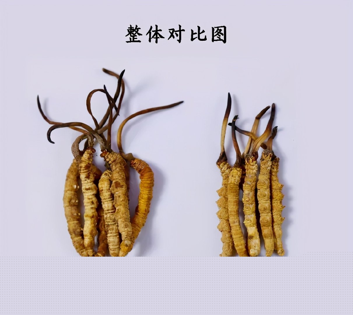 虫草种植合同（2篇）(图1)