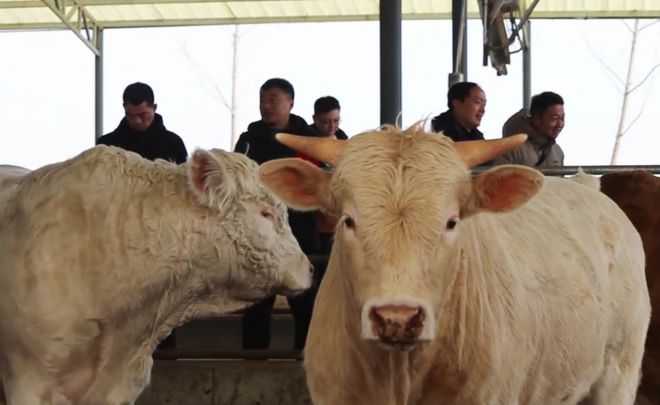 河南优特产业优质草畜专项春管科技服务行动在罗山顺利开展！(图6)