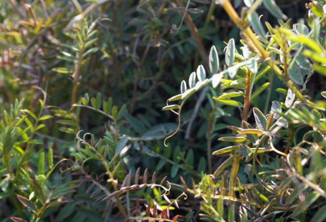 河南优特产业优质草畜专项春管科技服务行动在罗山顺利开展！(图8)