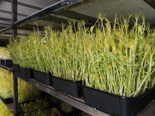 稻香映洱海 绿意富农家——大理市恒安农林专业合作社的生态农业实践(图7)