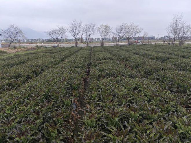 稻香映洱海 绿意富农家——大理市恒安农林专业合作社的生态农业实践(图4)