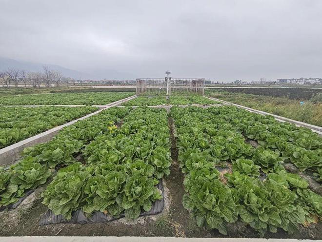 稻香映洱海 绿意富农家——大理市恒安农林专业合作社的生态农业实践(图3)