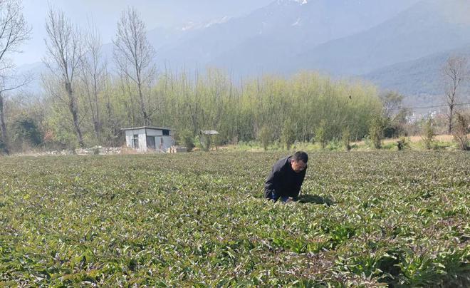 稻香映洱海 绿意富农家——大理市恒安农林专业合作社的生态农业实践(图2)