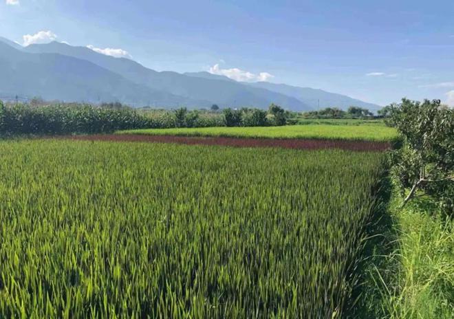 稻香映洱海 绿意富农家——大理市恒安农林专业合作社的生态农业实践(图10)
