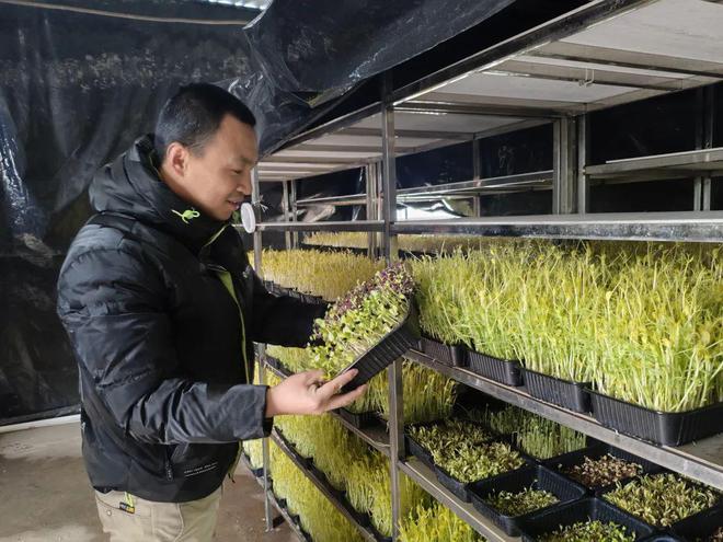 稻香映洱海 绿意富农家——大理市恒安农林专业合作社的生态农业实践(图8)