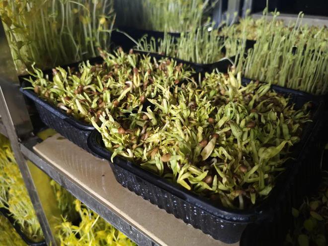 稻香映洱海 绿意富农家——大理市恒安农林专业合作社的生态农业实践(图9)