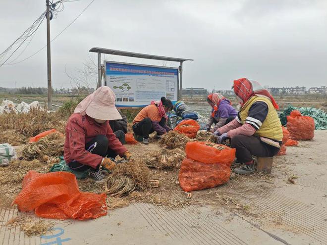 稻香映洱海 绿意富农家——大理市恒安农林专业合作社的生态农业实践(图15)